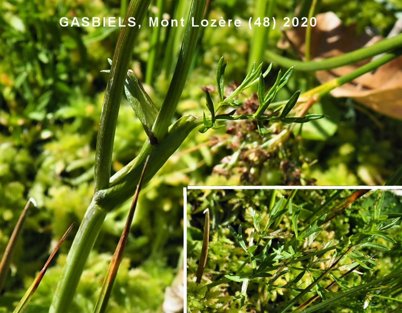 Angelica, Pyrrenean leaf